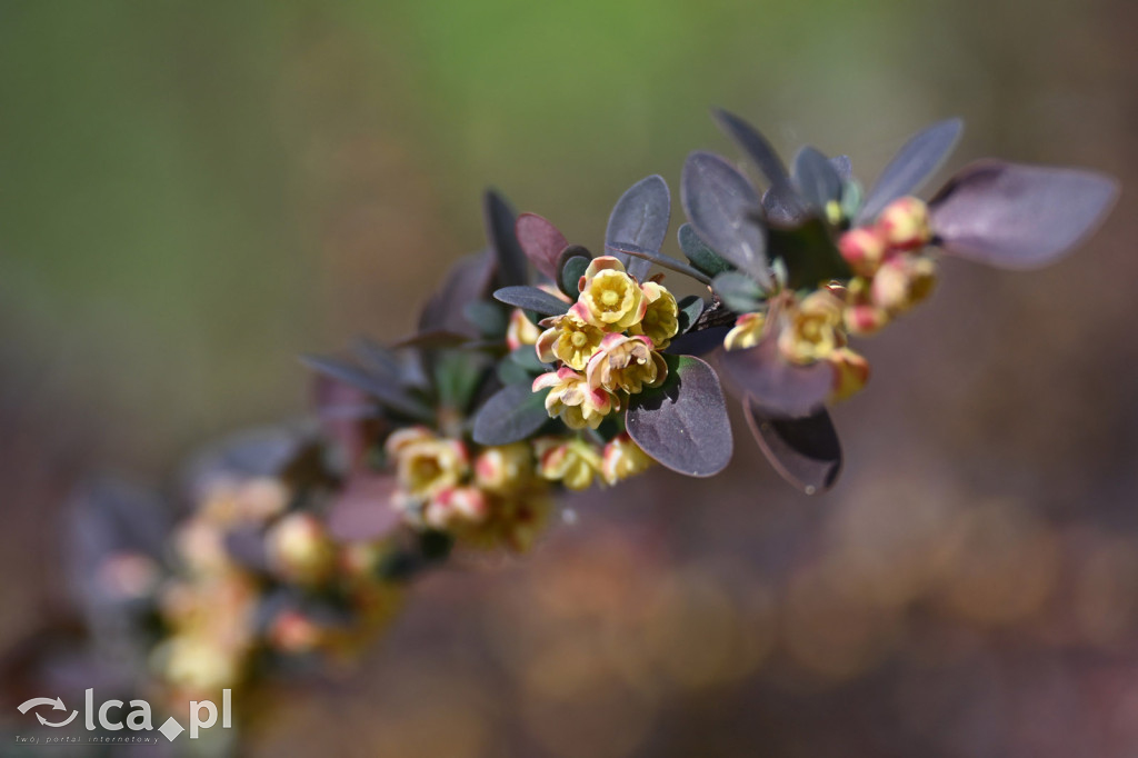 Spóźniona wiosna nadrabia czas w parku