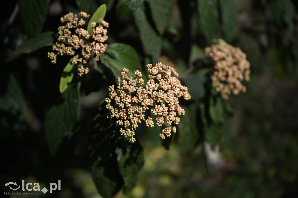 Spóźniona wiosna nadrabia czas w parku