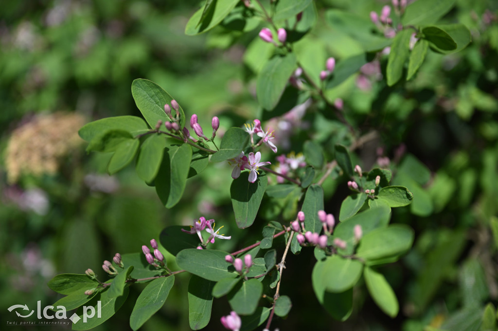 Spóźniona wiosna nadrabia czas w parku