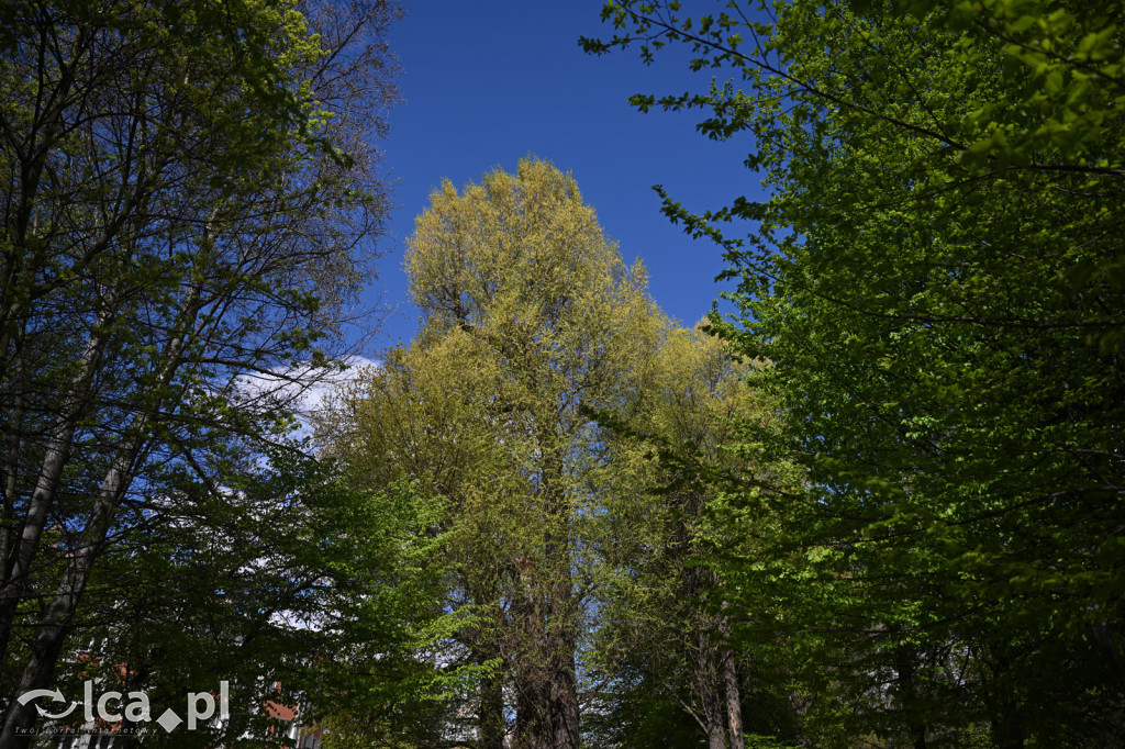 Spóźniona wiosna nadrabia czas w parku