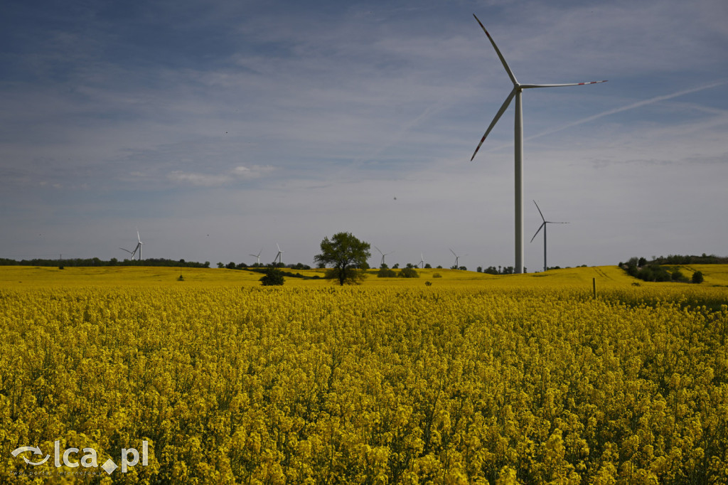 Wokół Legnicy zakwitły pola rzepaku