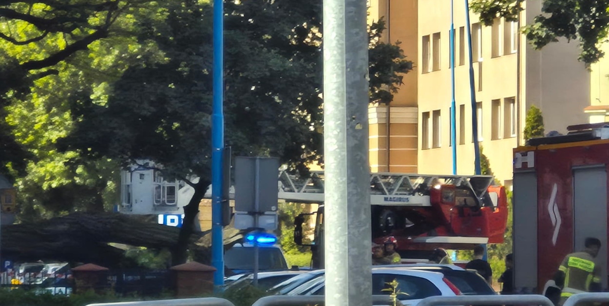Potężne drzewo runęło na auto przy ul. Kościuszki