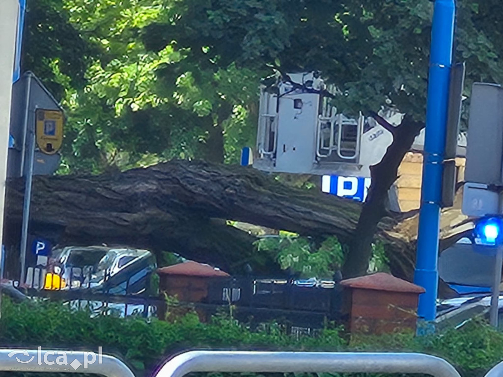 Potężne drzewo runęło na auto przy ul. Kościuszki