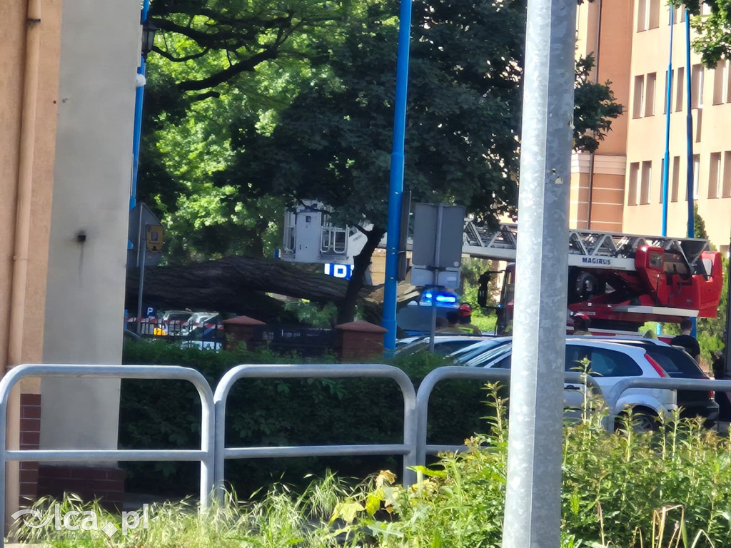 Potężne drzewo runęło na auto przy ul. Kościuszki