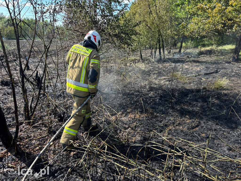 Płonął las przy Smokowickiej