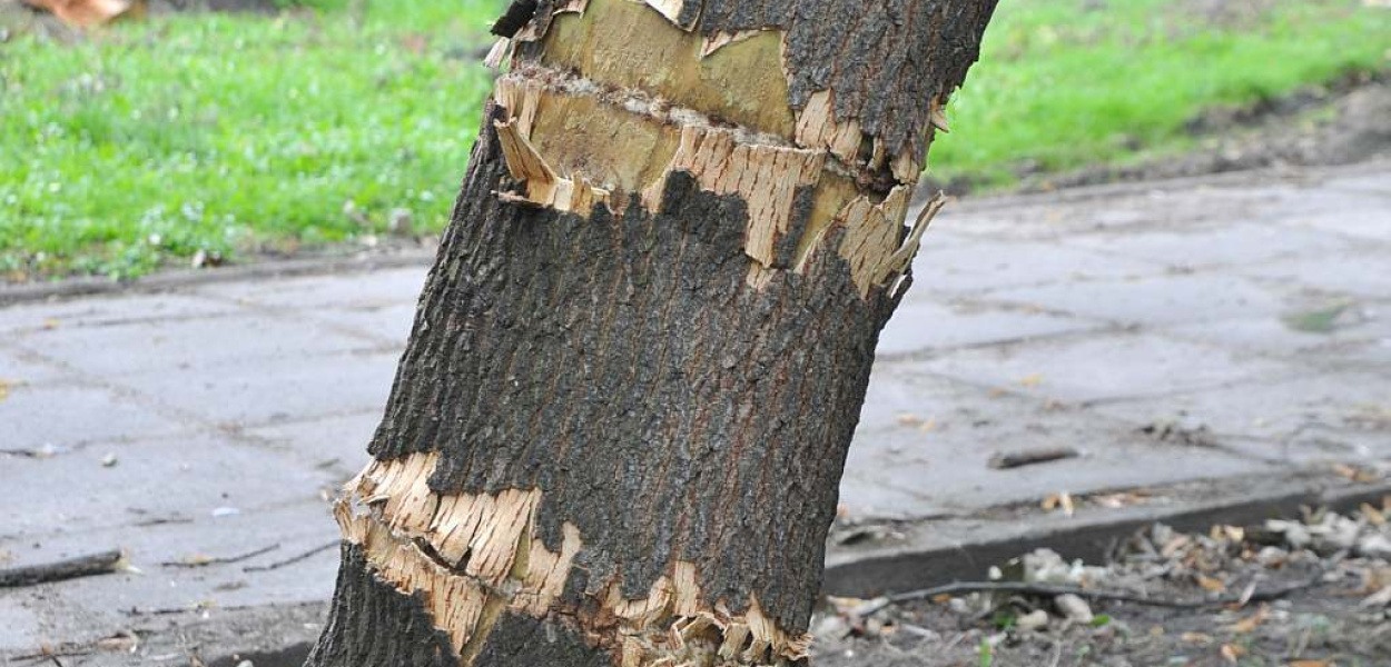 Niestety. Kretynów nie brakuje!
