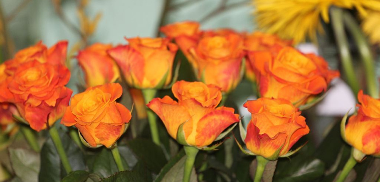 Dziś Heleny, Julii, Wiesławy