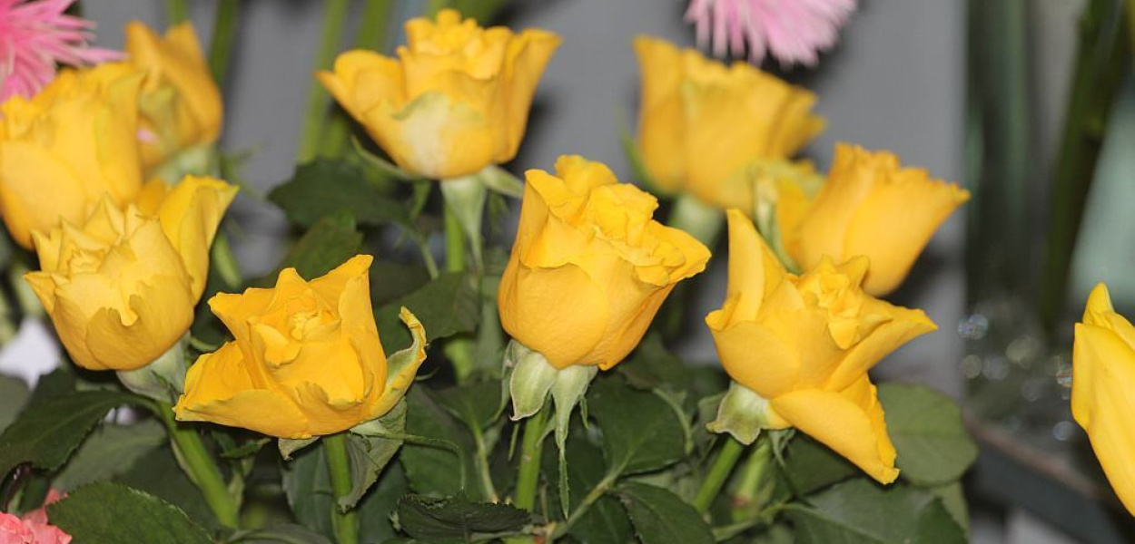 Zanieś kwiatek Wiesi i Lodzi