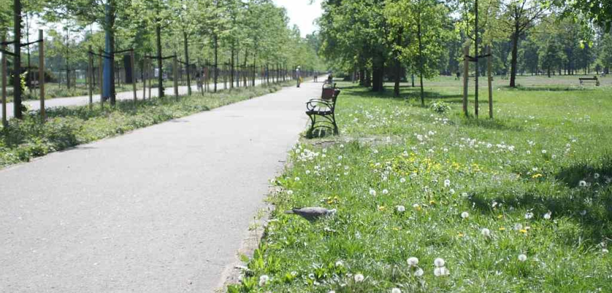 Miejskie służby działają. Trawa w parku skoszona