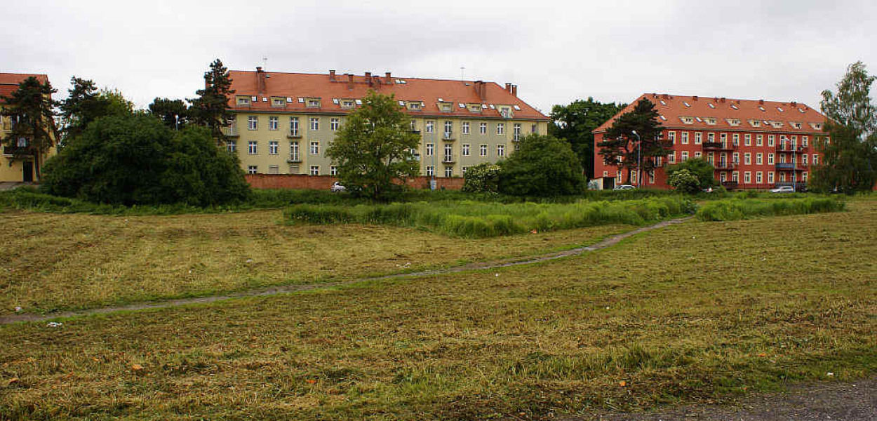 Kilkanaście jeży zginęło w trakcie koszenia traw 