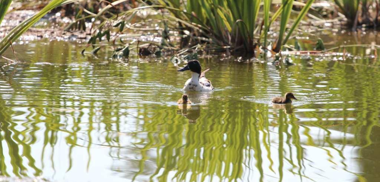 Ręcznie oczyszczą Kozi Staw z moczarki 