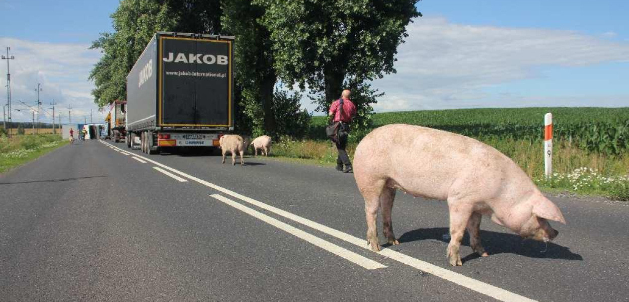 Ciężarówka i świnie blokują drogę na Złotoryję