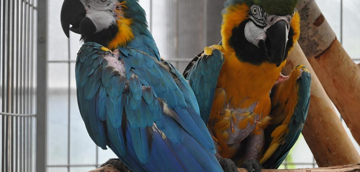 Odpocznij wśród egzotycznych roślin i ptaków