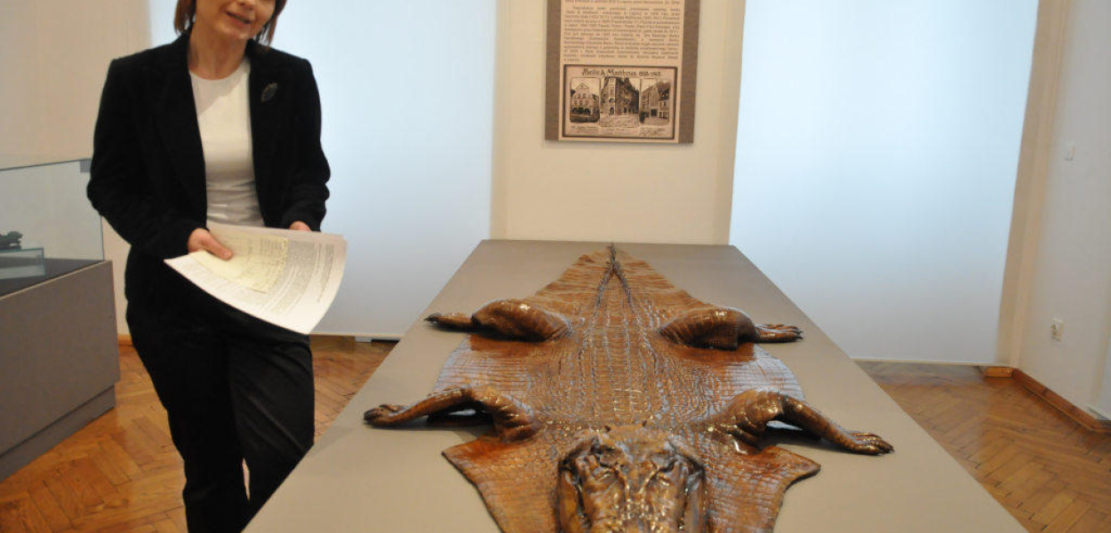 W muzeum zobaczysz skórę krokodyla nilowego