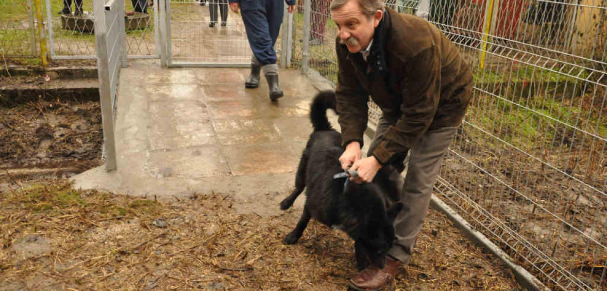 Psia łapa stanęła na wybiegu w schronisku