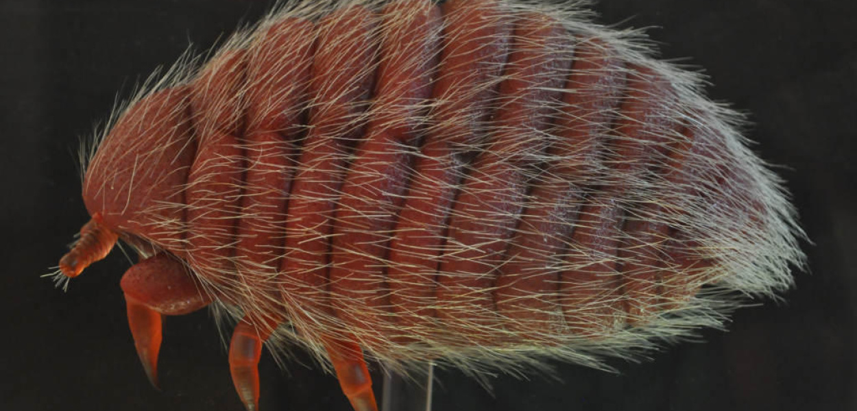 Muzeum Miedzi gości przyrodniczą wystawę z Niemiec 