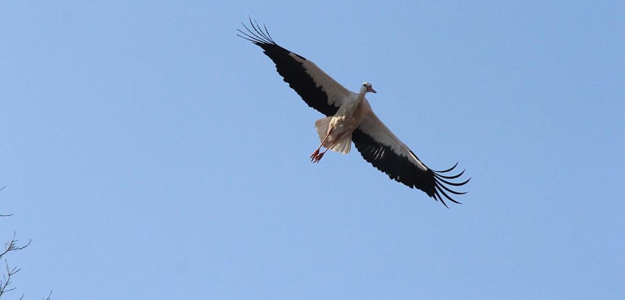 Bociany już przyleciały. Czekamy na wiosnę!