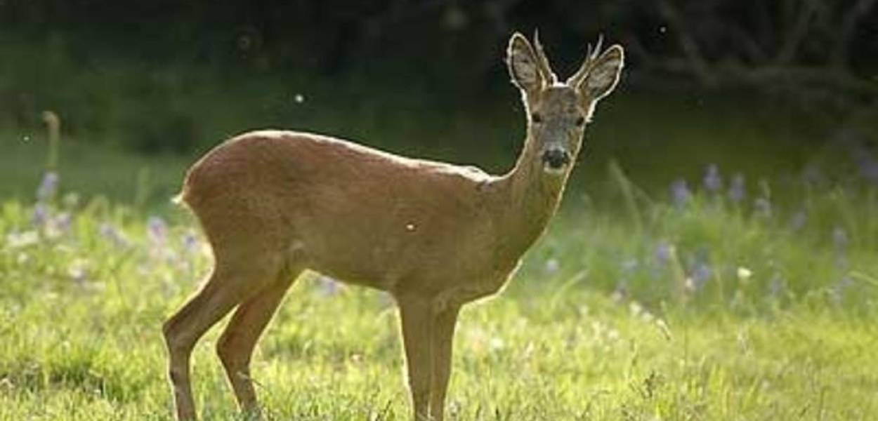 Właśnie rodzą się młode sarny