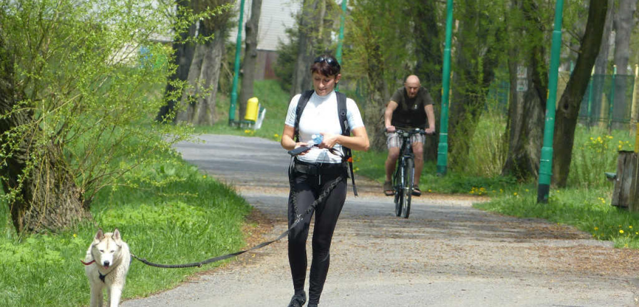 Zawody dogtrekkingowe w Złotoryi 
