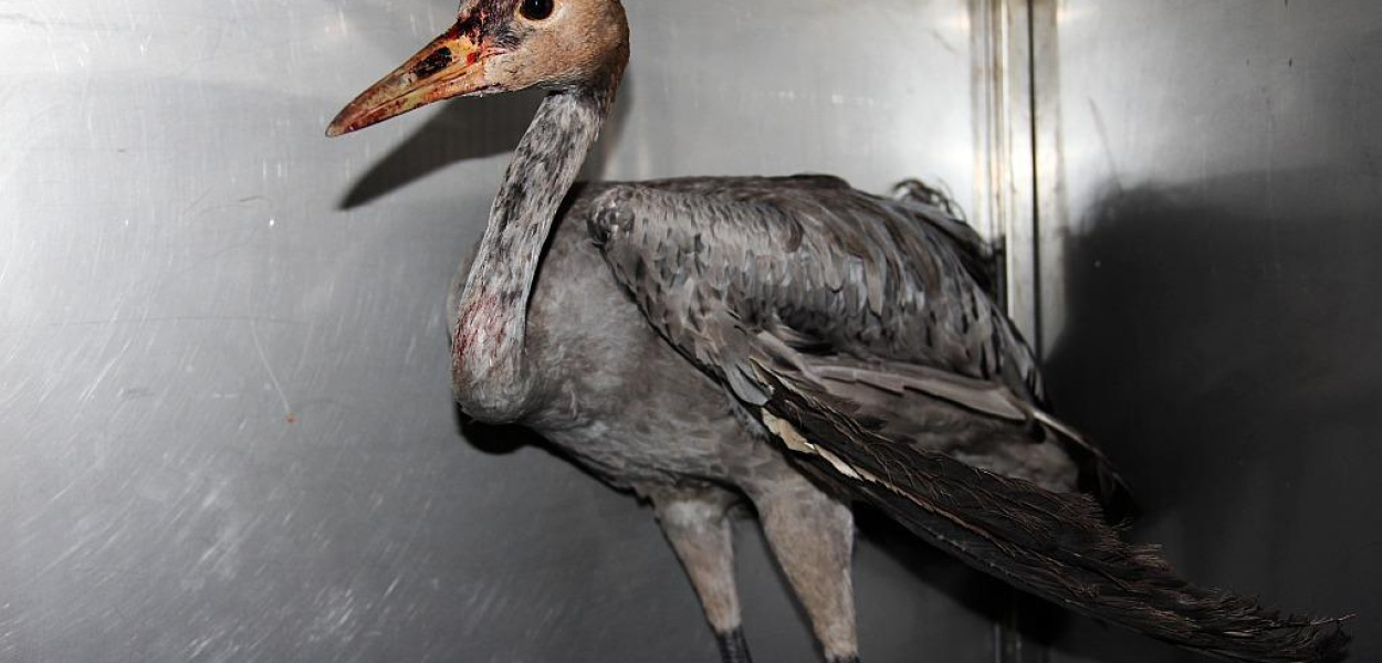 Niecodzienny pacjent w legnickiej lecznicy