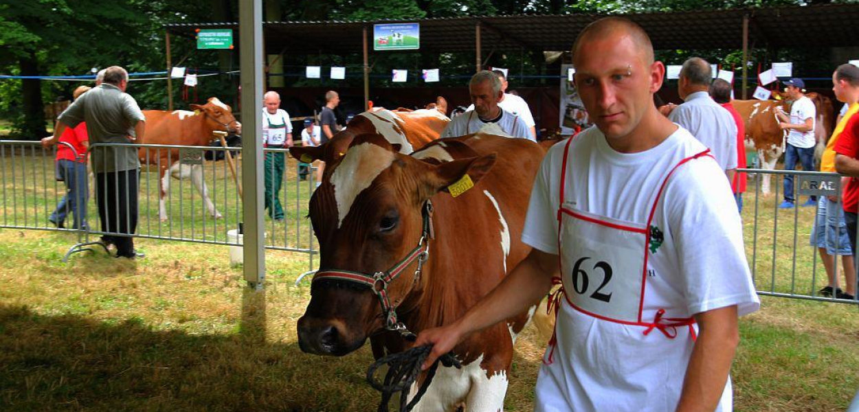Zwierzęce piękności na wybiegu w Piotrowicach