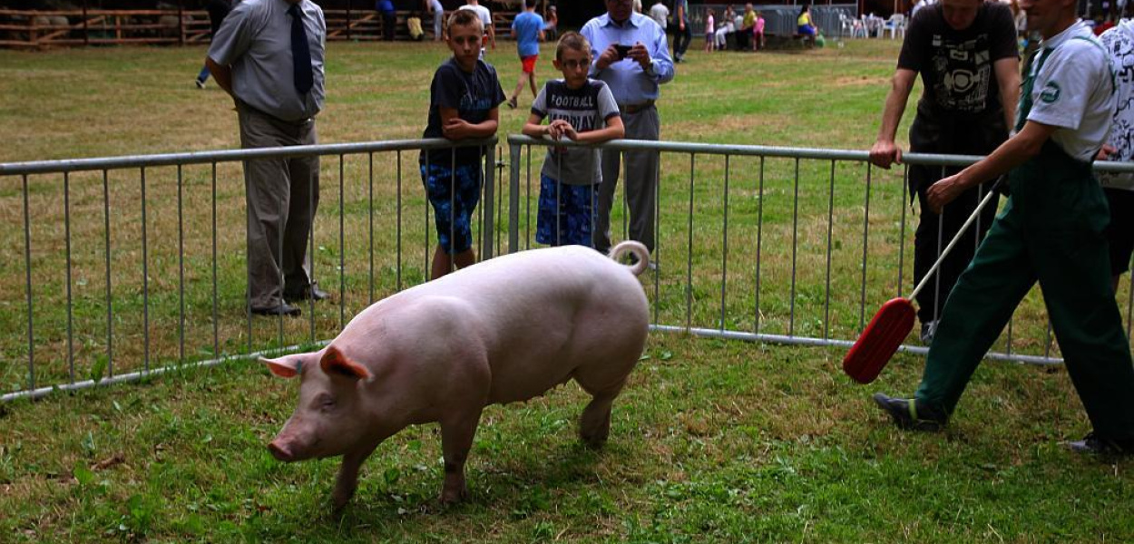 W Piotrowicach nagrodzono najpiękniejsze zwierzęta