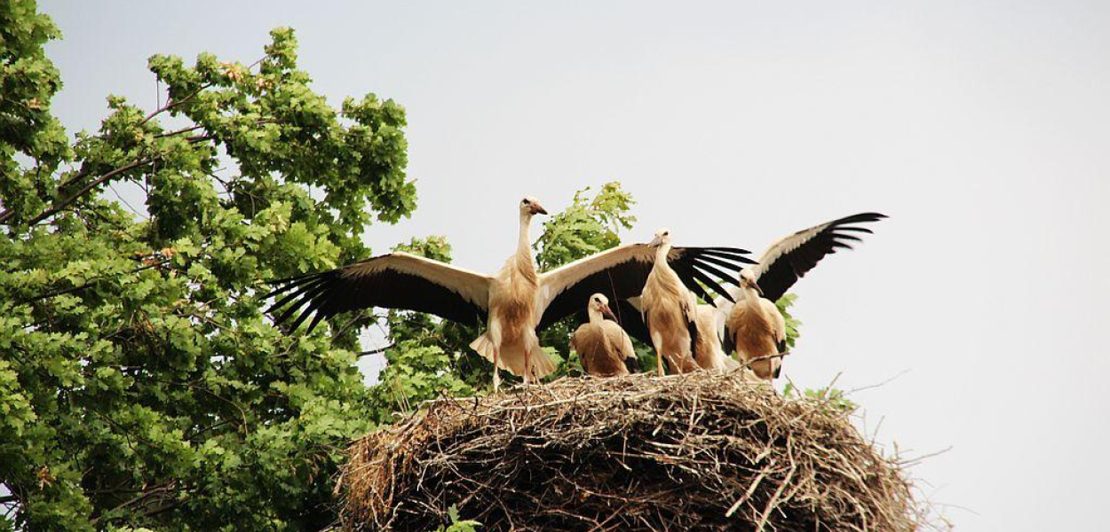 Bocianie pięcioraczki w Bieniowicach