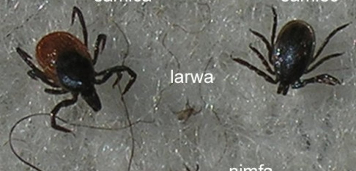 Latem uważajmy na kleszcze