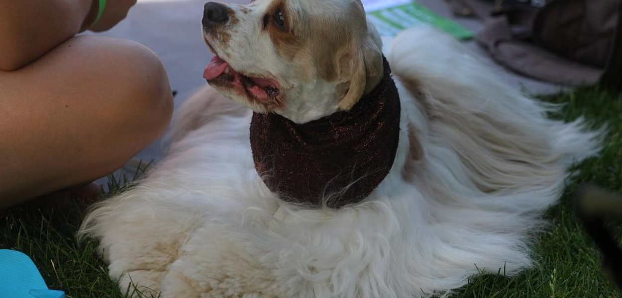 Psi weekend w Legnickim Polu