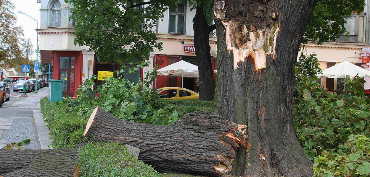 W centrum miasta „runął” pomnik ... przyrody