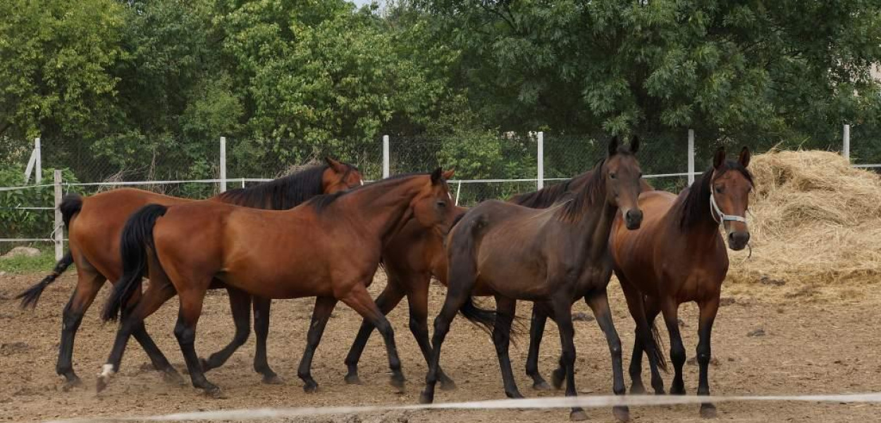 Dni Otwarte Folwarku w Szczedrzykowicach