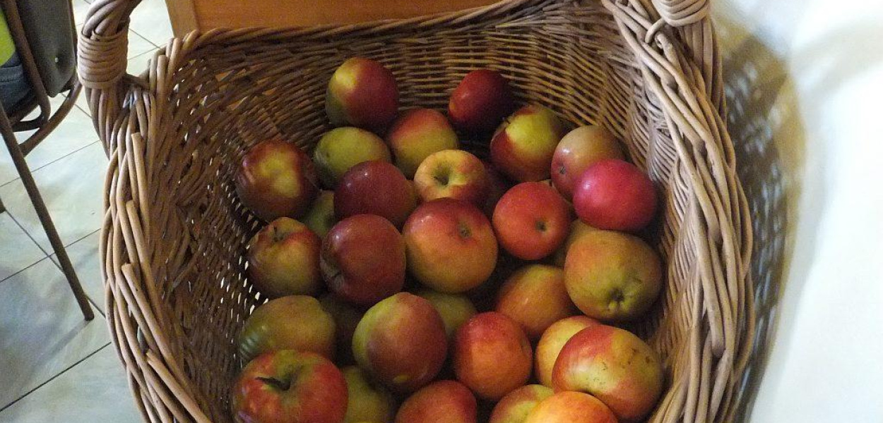 Jedzą polskie jabłka, bo zdrowe