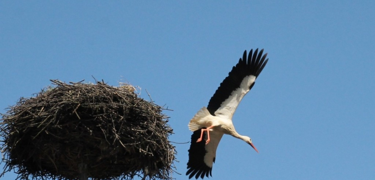 Pierwszy ptasi zwiastun wiosny już przyleciał