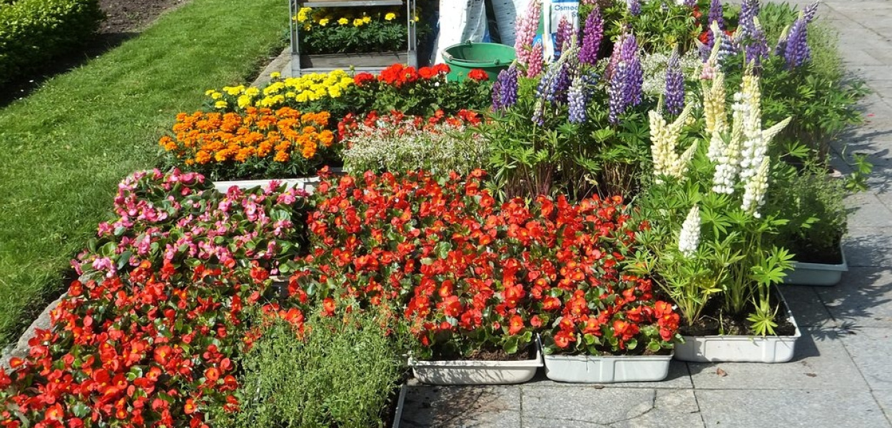 Nasze miasto już niebawem zostanie ukwiecone