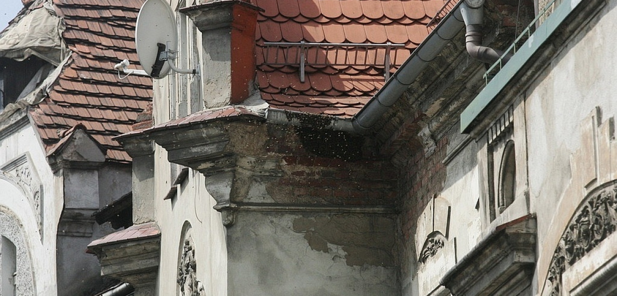 Rój pszczół na kamienicy przy Piastowskiej