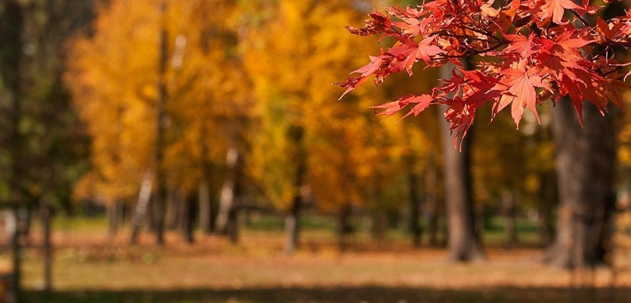 Jesienna Legnica. Nasz konkurs zakończony!