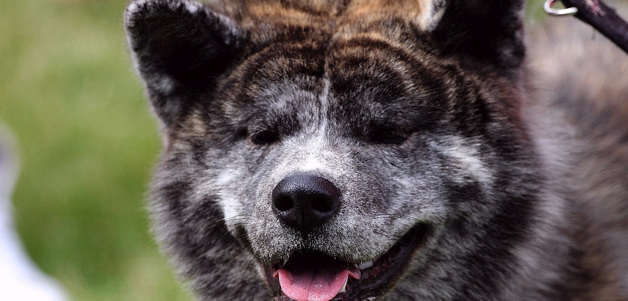 Psi arystokraci brylowali w Legnickim Polu