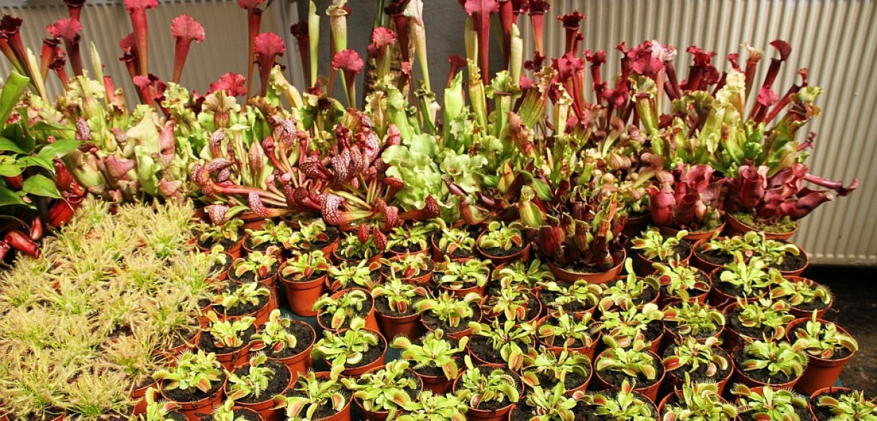 Kwitną, pachną ... i „jedzą” owady