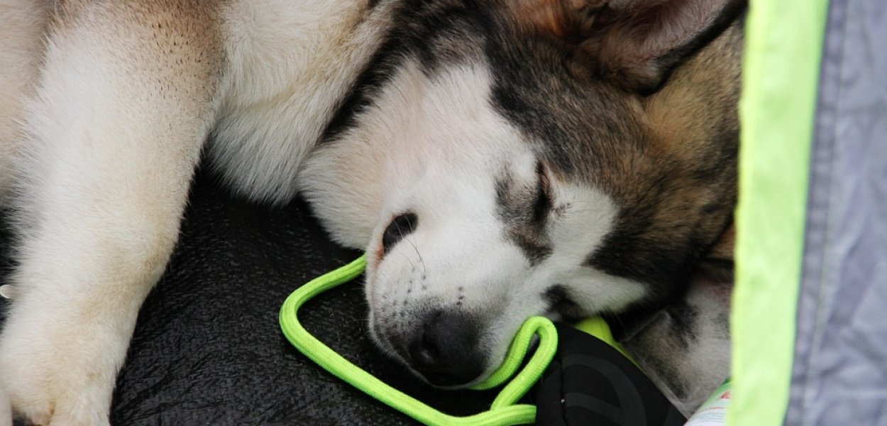 Psy rasowe i myśliwskie walczyły o czempionat