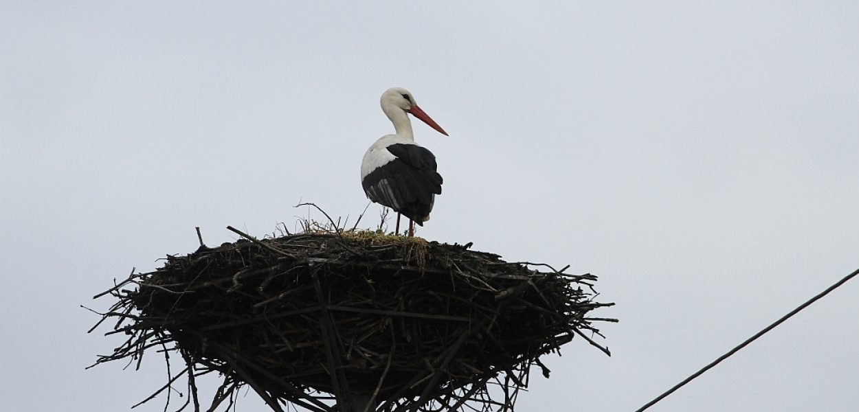 Idzie wiosna! Do Bieniowic przyleciały już bociany