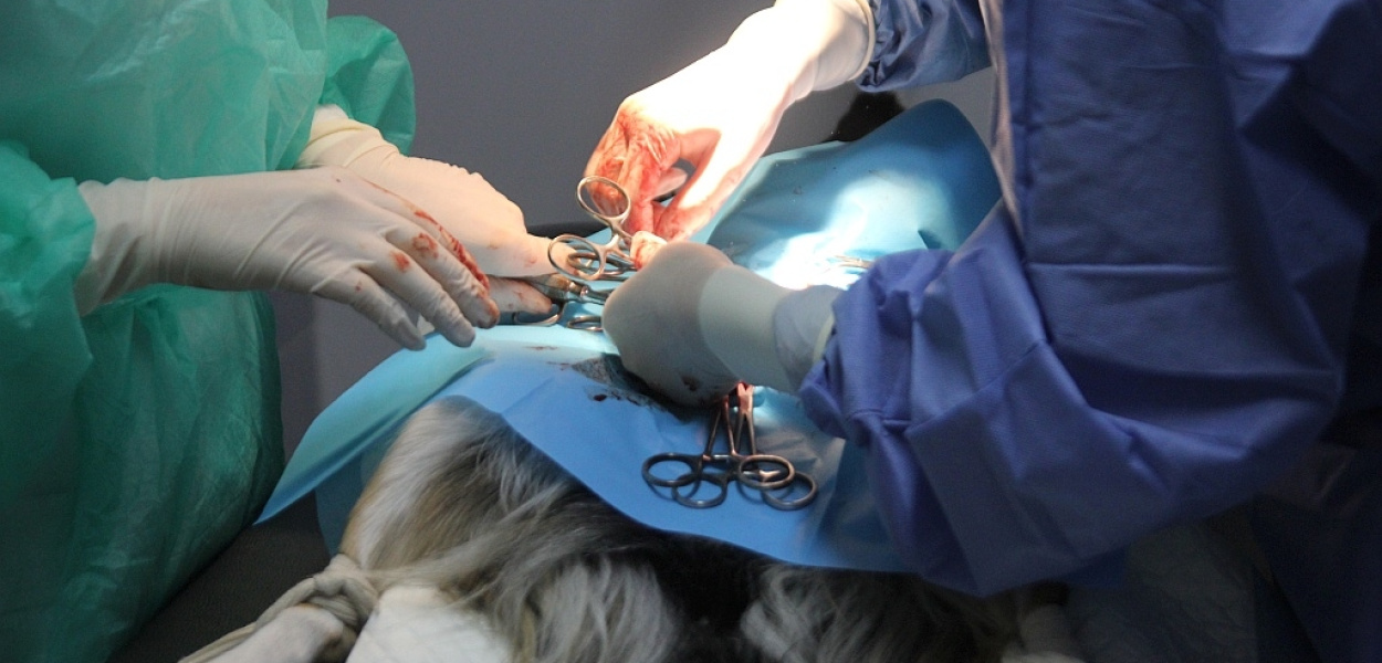 Młodzi adepci weterynarii w akcji