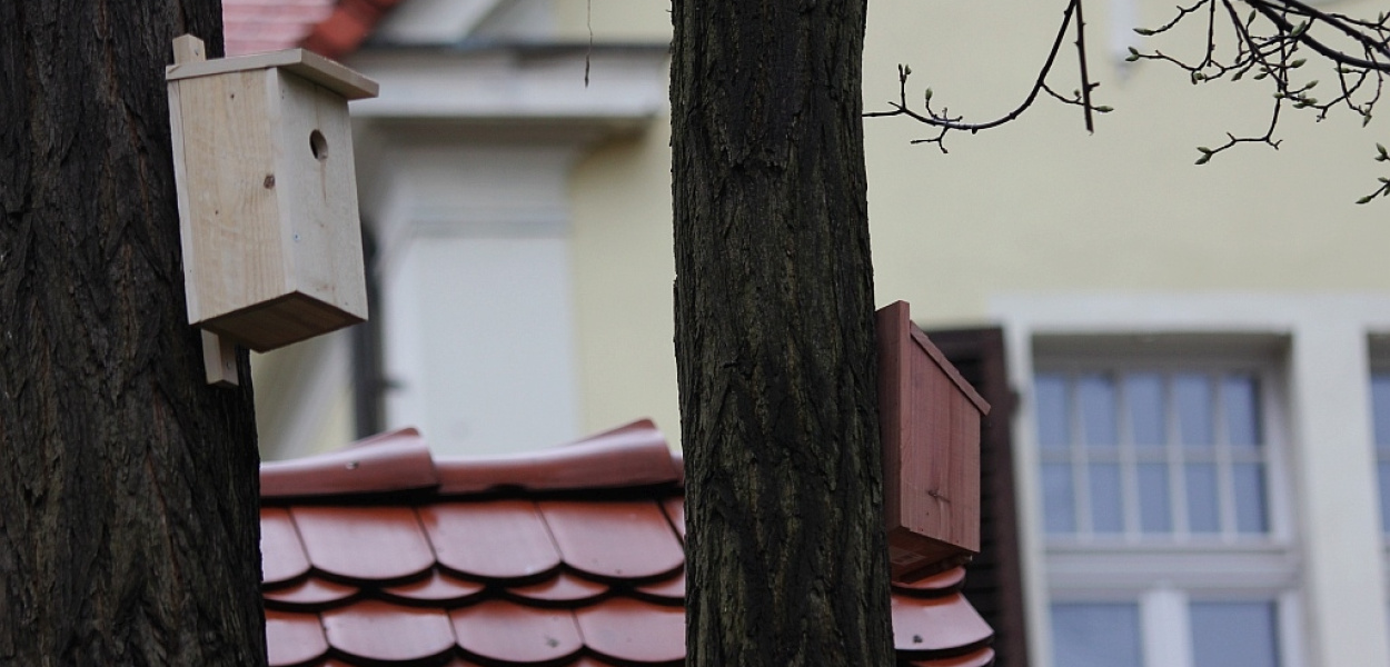 Ptaki i nietoperze mają swoje domy przy Okrzei