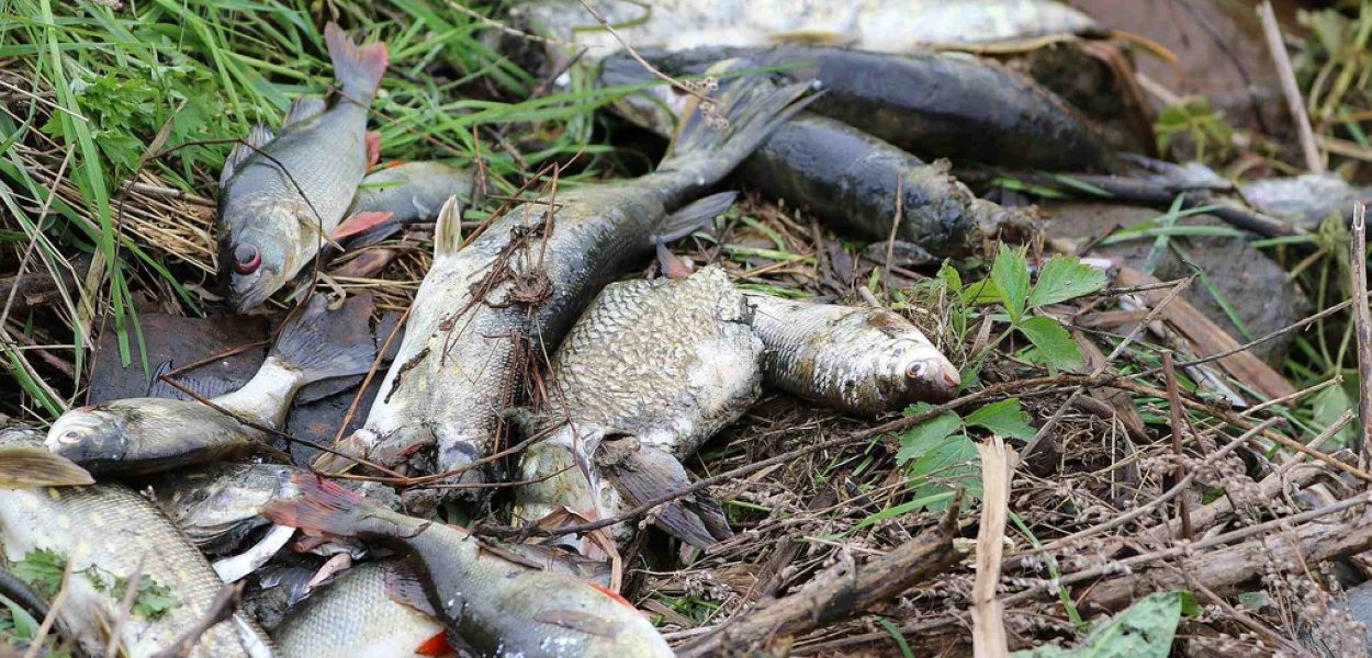 Masakra na Kormoranie! Wędkarze oskarżają OSiR