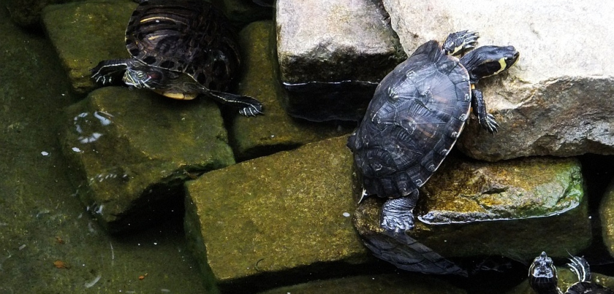Legnicka palmiarnia prowadzi adopcje. Za darmo!