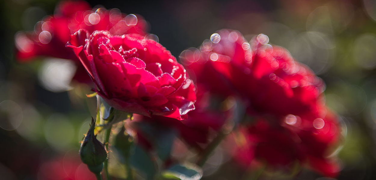 Letni poranek w legnickim parku. Zobaczcie