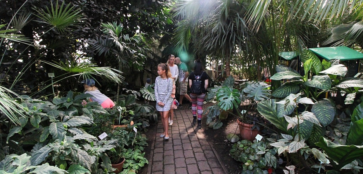 Kolorowe i wesołe urodziny palmiarni