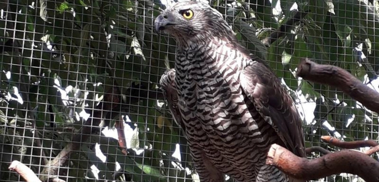 Szukajmy w parku gniazd jastrzębia gołębiarza. Poluje w Legnicy