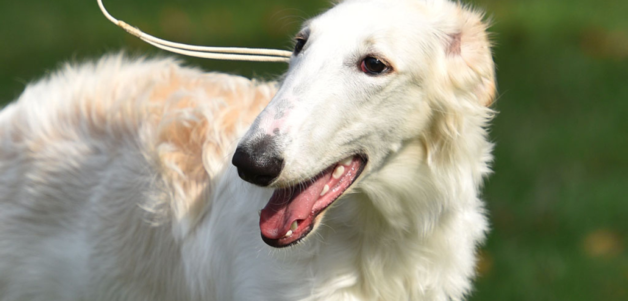 Psy myśliwskie pokazały się w pełnej krasie