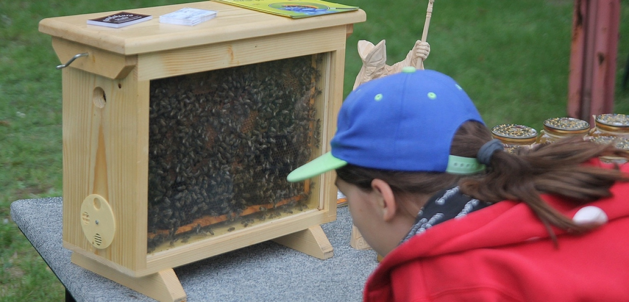 Pszczela inicjatywa Młodzieżowego Centrum Kultury