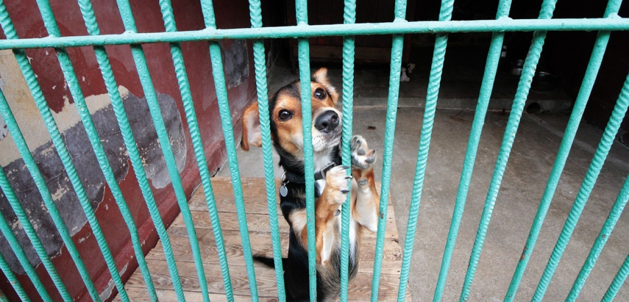 O psie, który nie chciał jeździć koleją i czeka na swojego pana